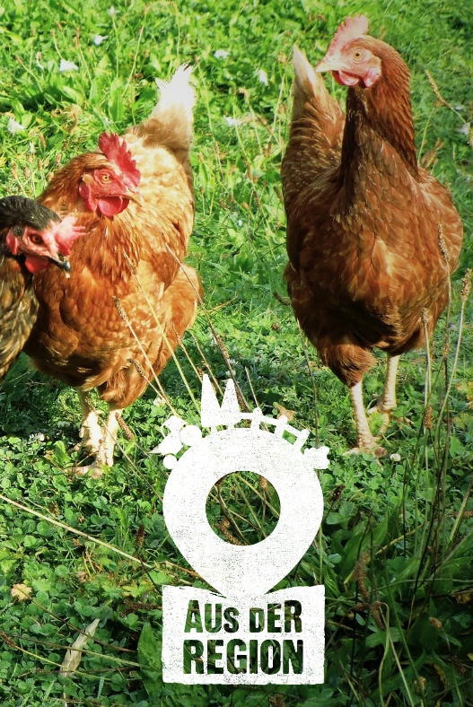 Eine Gruppe von Hühnern auf einem Feld.