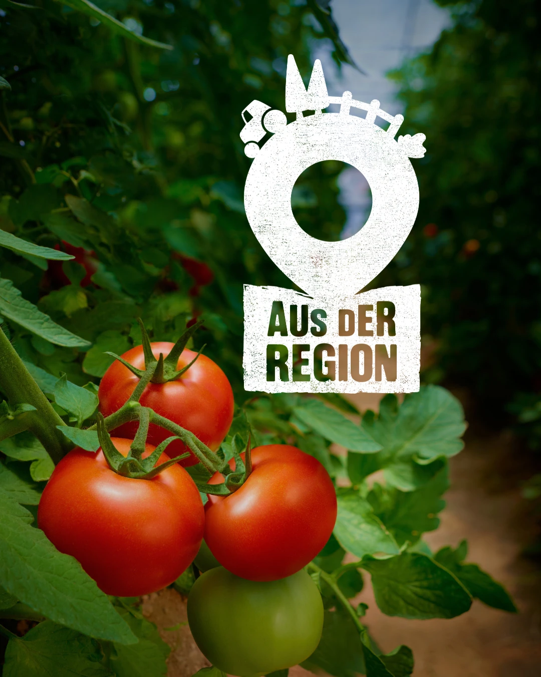 Eine Gruppe von Tomaten an einer Pflanze